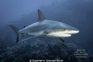 Three beautiful, strong, sleek reef sharks spent the enti... by Susannah H. Snowden-Smith 